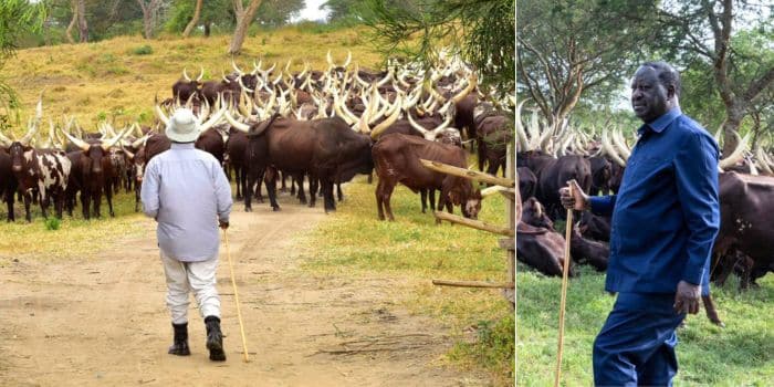 A collage of Ugandan president Yoweri Museveni and his Ankole bulls (Left) and Azimio leader Raila Odinga in Uganda with the Ankole cows while meeting Museveni (Right). PHOTO/Courtesy.