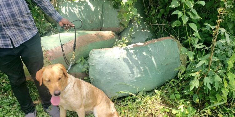 A Sniffer dog used to trace bhang worth 15 million.