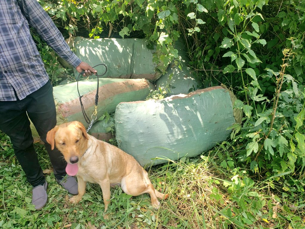 A Sniffer dog used to trace bhang worth 15 million.