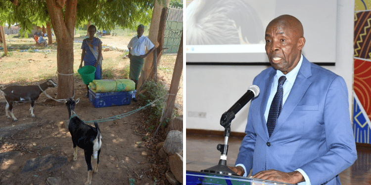A photo collage of Education CS Ezekiel Machogu and a student who reported to form one with two goats. PHOTO/Courtesy.