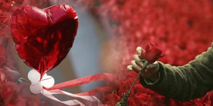 A photo of a flower gifted during Valentine's Day.