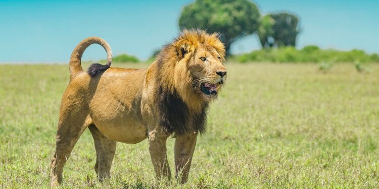 Kws Responds To Killing Of Olobor Lion Inside Maasai Mara National Reserve