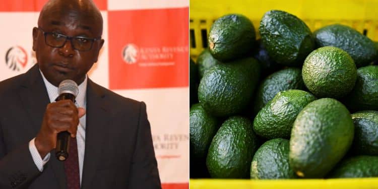 A side-toside photo of KRA Commissioner General Humphrey Wattanga and a photo of avocados.