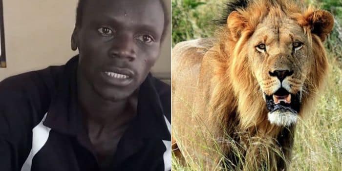 Lion