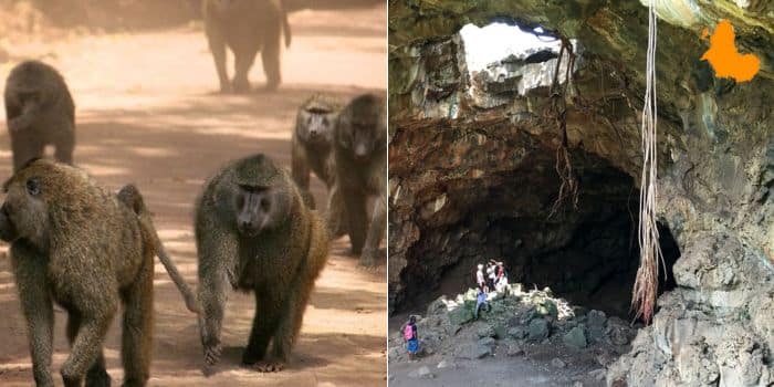 Baboon Parliament
