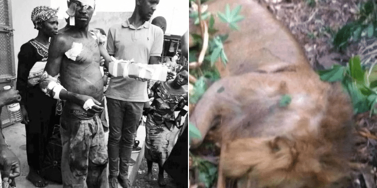 Lion