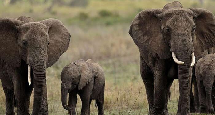 Botswana Threatens to Send 20,000 Elephants to Germany