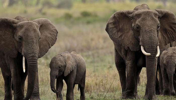 Botswana Threatens to Send 20,000 Elephants to Germany