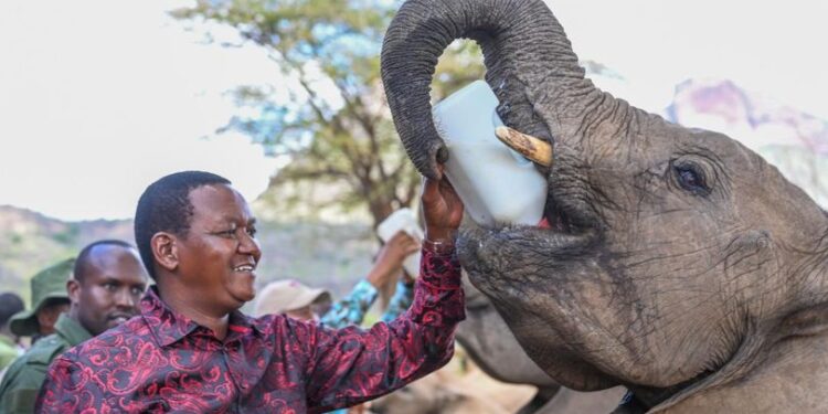 KWS reveals leasing of national parks plans