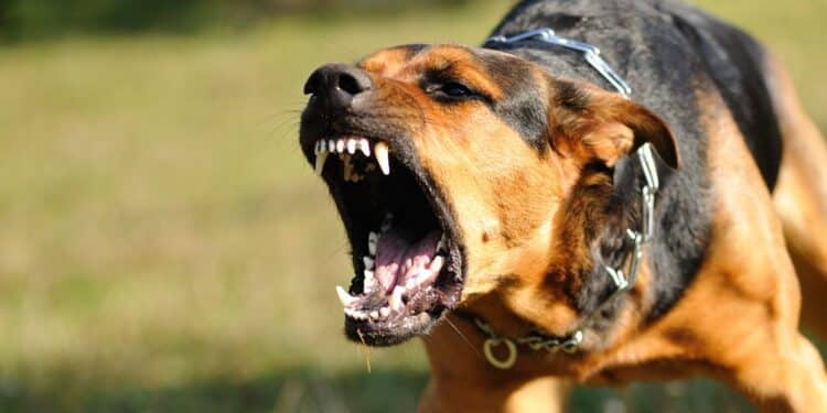 Kspca Warns Of Rabies.