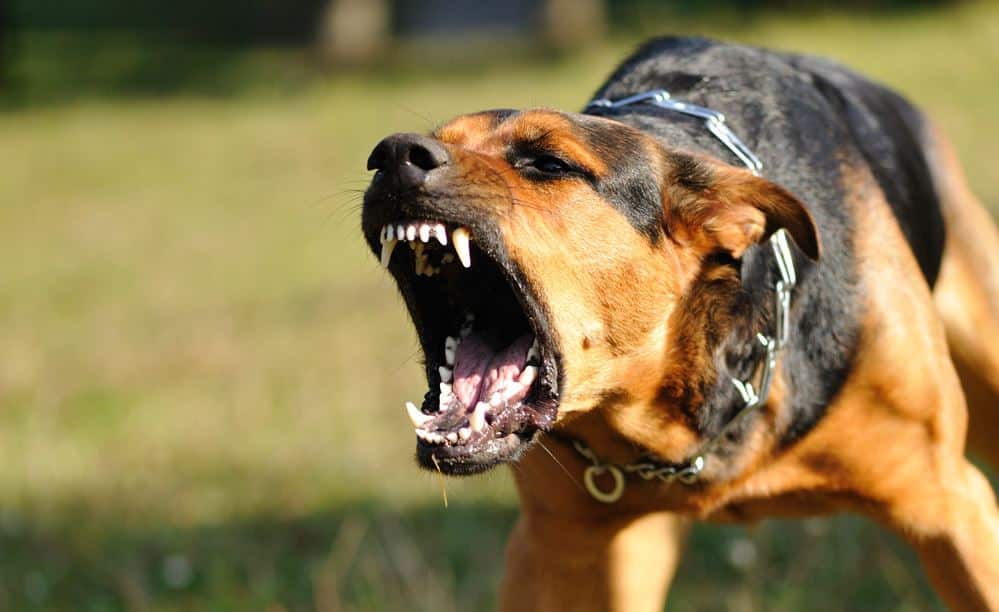 KSPCA warns of rabies.