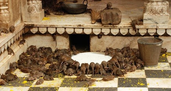 Karni Mata Temple