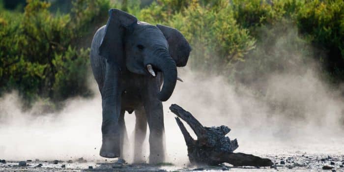 Elephant