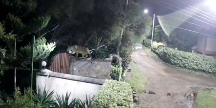 Lion Rongai