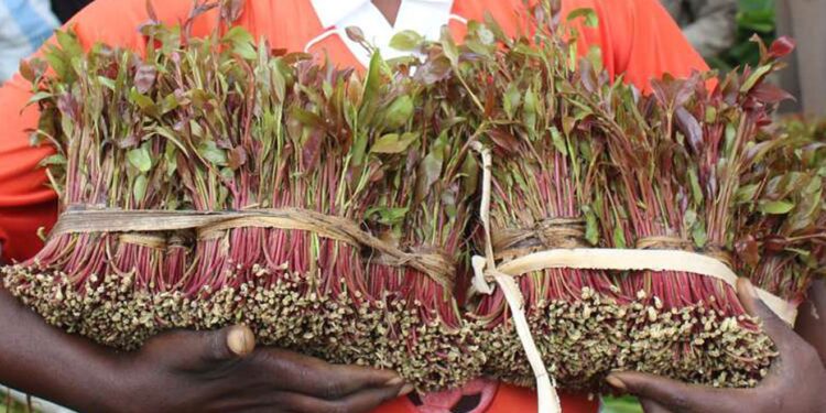 A photo muguka farmers. PHOTO/Courtesy.