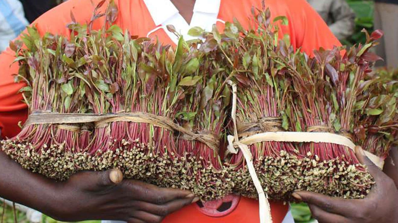 A photo muguka farmers. PHOTO/Courtesy.