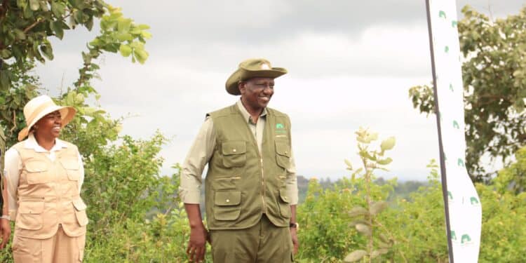 President William Ruto During National Tree Growing Day On May 10, 2024. Photo/Pcs.