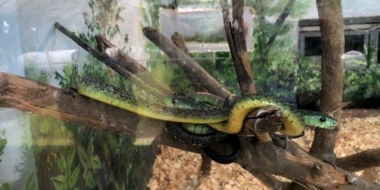 National Museum Clarifies Reports of Snakes Escaping from Snake Park