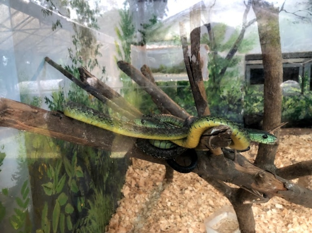 National Museum Clarifies Reports of Snakes Escaping from Snake Park
