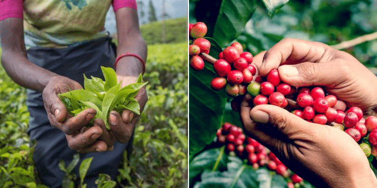 Side to side photo of man plucking tea and coffee held on hand. Photo/Courtesy