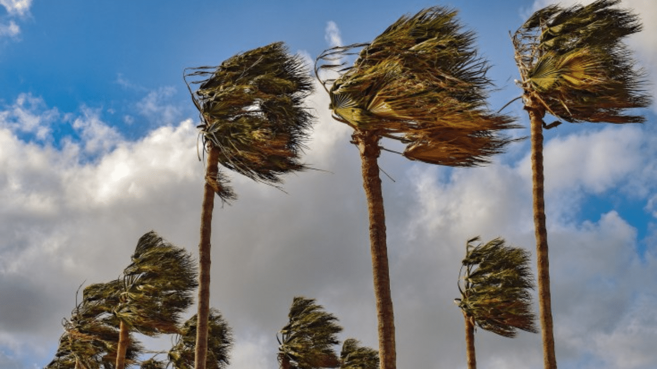 A windstorm. Photo/Courtesy