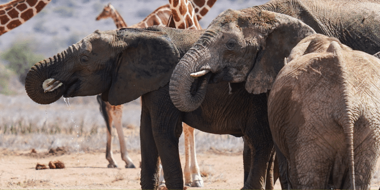 List Of Parks Kenyans Can Visit For Free To Mark World Tourism Day