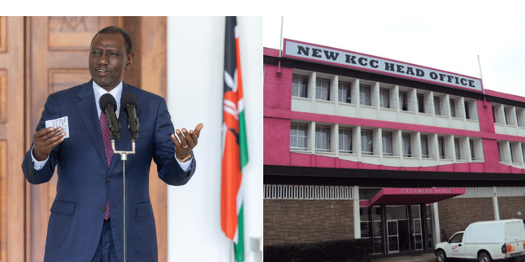 KCC Declares MD Position Vacant after Ruto’s Board Dismissal