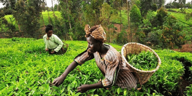 Ktda Addresses 2025 Bonus Cuts Following Farmers' Complaints