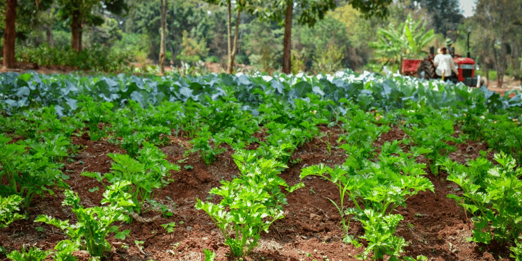 A Tale Of Two Plates: How Age And Identity Are Reshaping Urban Food In Kenya How Rachel Ruto'S Countrywide Kitchen Garden Project Will Be Implemented