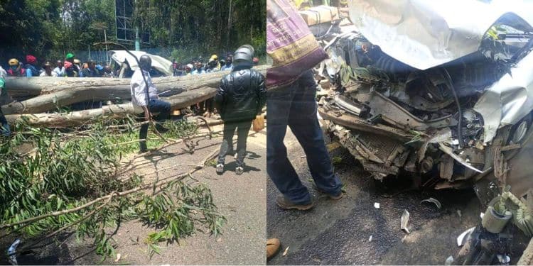 Fallen trees on top of a matatu along Limuru Road.