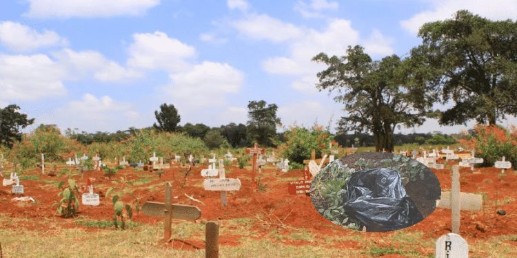 The Lang'ata Cemetery and an inset of a polythene bag containing human body parts which were found at the cemetery