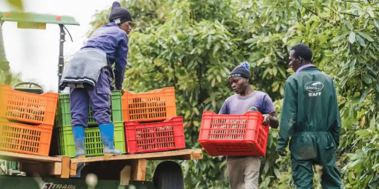 Kenya Govt Bans Pesticides