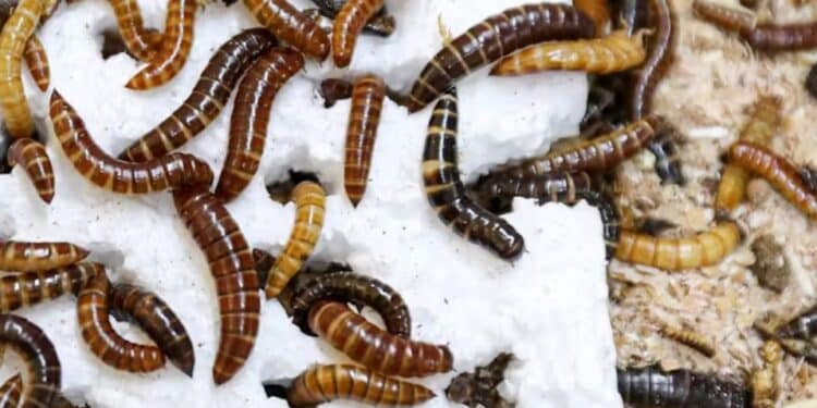 Lesser mealworm larvae chew through polystyrene. Photo courtesy Fathiya Khamis