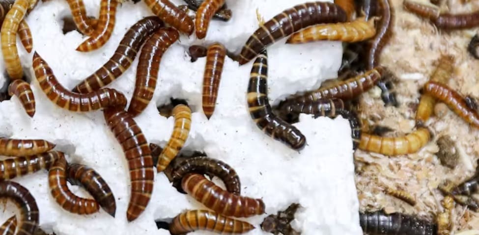 Lesser mealworm larvae chew through polystyrene. Photo courtesy Fathiya Khamis