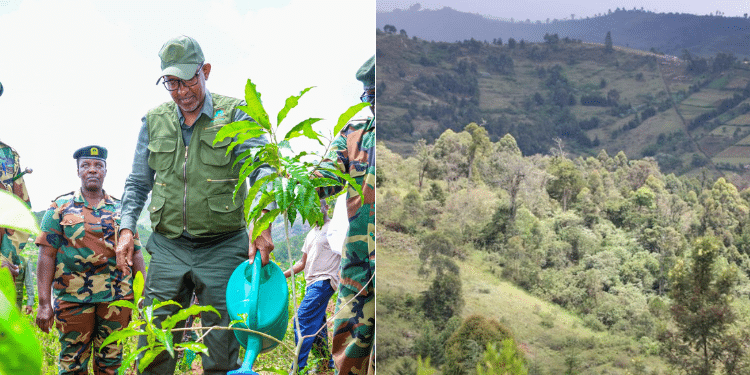 Environment CS Aden Duale watering a seedling in the past and an aerial view of the Mau Forest.
