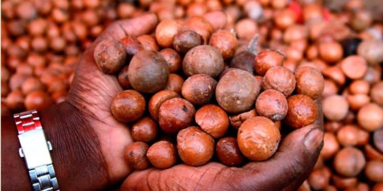 Macadamia Nuts.