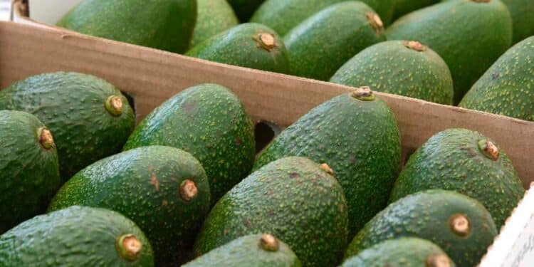 Avocado fruits packaged for export. PHOTO/ Jared Nyataya/ NMG.
