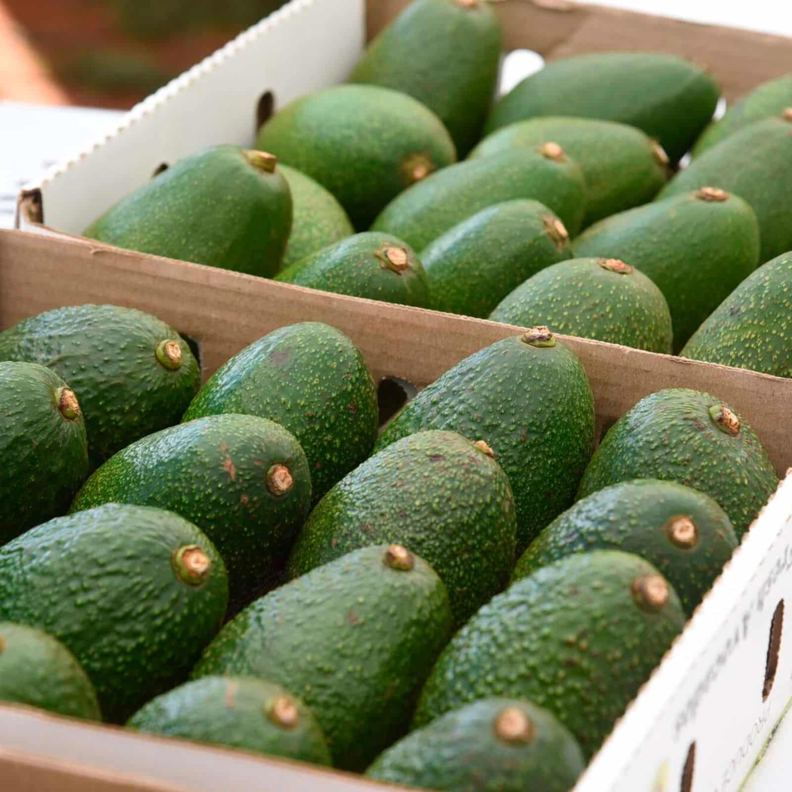 Avocado fruits packaged for export. PHOTO/ Jared Nyataya/ NMG.