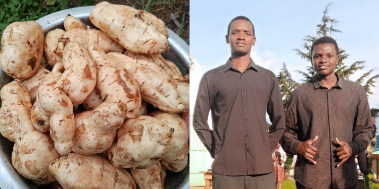 Baraton University Students Running Sweet Potato Business