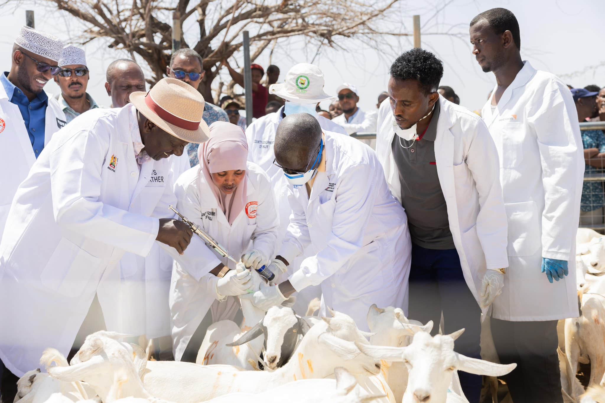 President William Ruto vaccinating a goat. Phot/ Jonathan Mueke