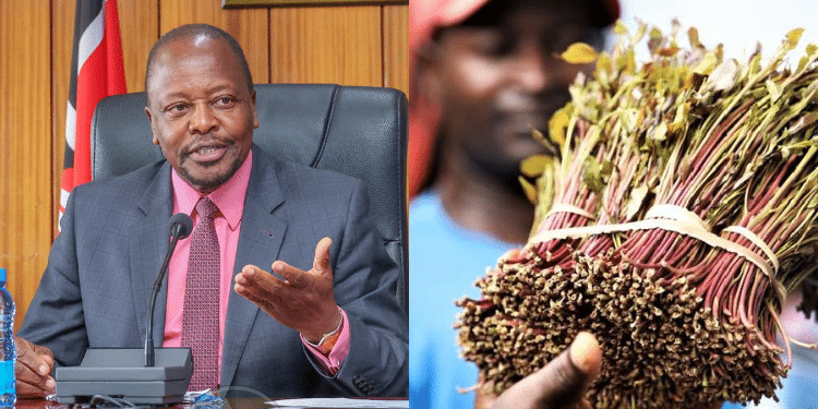 Collage photo Agriculture Cs and a Miraa farmer. PHOTO X/ Standard,