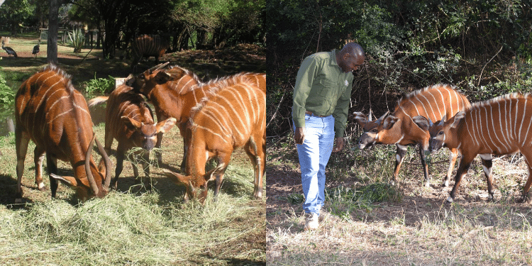 Unique Characteristics of Mountain Bongos