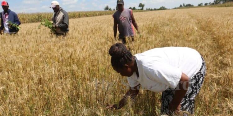 How Heat And Pests Are Creating A Deadly Cocktail For Our Foods Kenya’s Food Crisis: How Rising Heat And Pests Are Threatening Our Crops