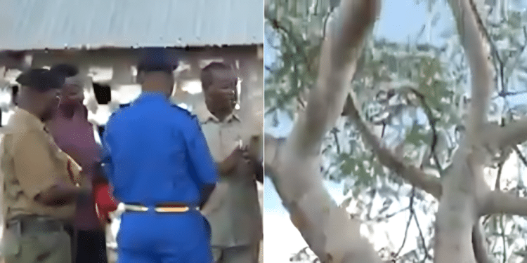 Police officers at the church scene and the holy tree. Photo/ Screen shot
