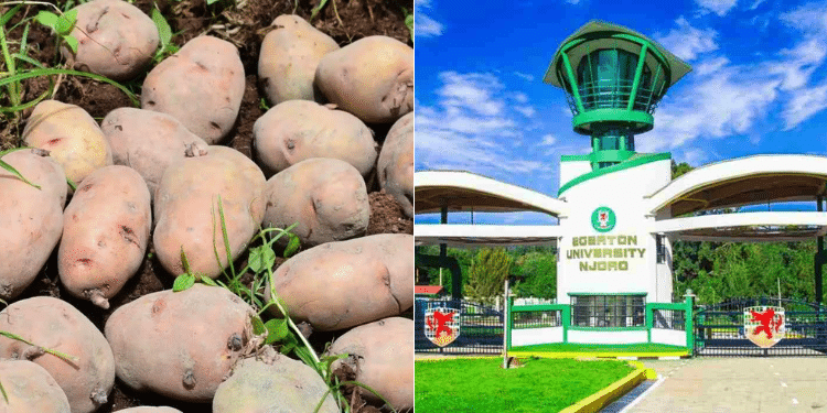 A side-to-side photo of potatoes farm and Egerton University. Photo/Egerton