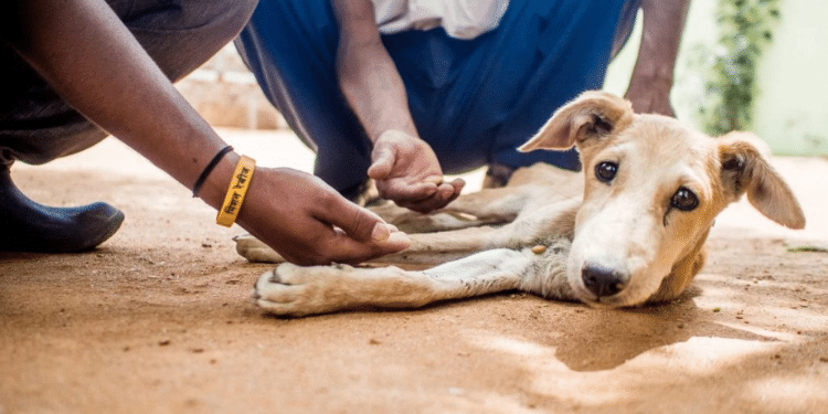 People petting a stray dog. PHOTO/Globalgiving