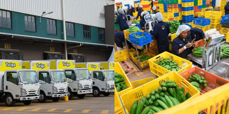 A collage of Twiga Foods delivery vans and workers at the Twiga Foods Limited PHOTO/Twiga Foods