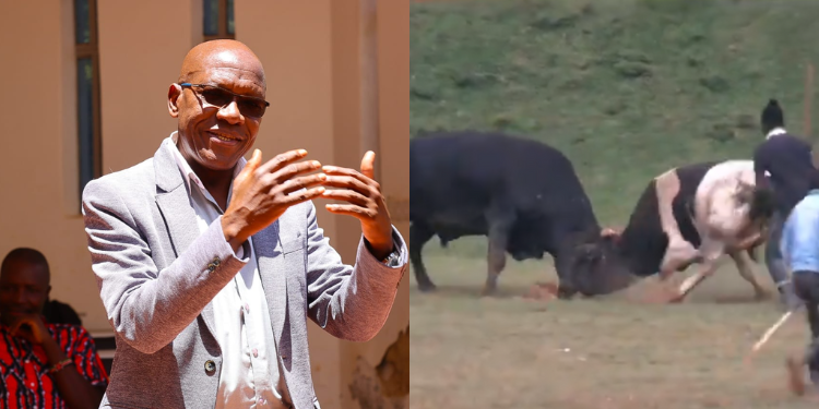 A photo collage of Kakamega Senator Boni Khalwale and bulls fighting during a past bullfighting event. PHOTO/Khalwale X.
