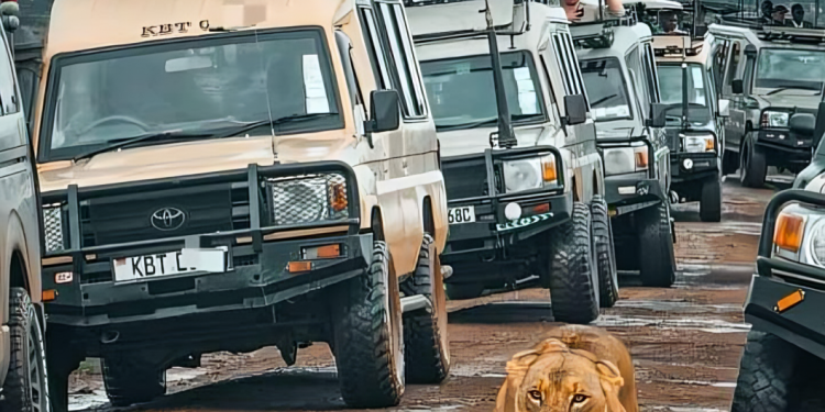 How To Get A Tour Safari License In Kenya: A Step-By-Step Guide Tour Vans At A Game Park