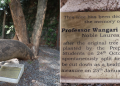 A Collage Showing A Tree Stump Beside Wangari Maathai Memorial Tree. Photo/Kfs